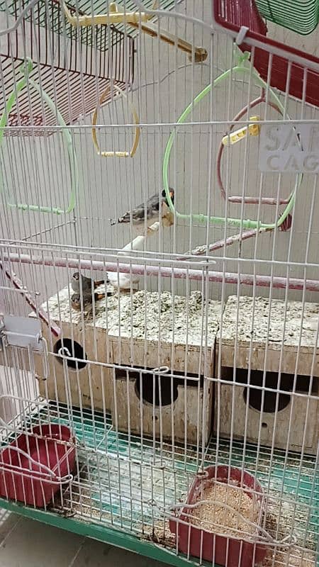 3 pairs of finches with cage 2