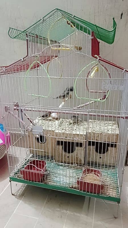 3 pairs of finches with cage 3