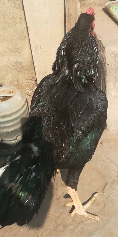 Kala Nawab Aseel Murgha for sale 8