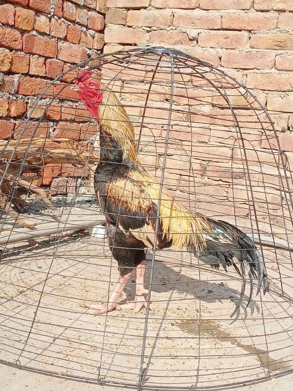 6 chicks aseel miawali breed  1 chik ka rate 700 ha 5