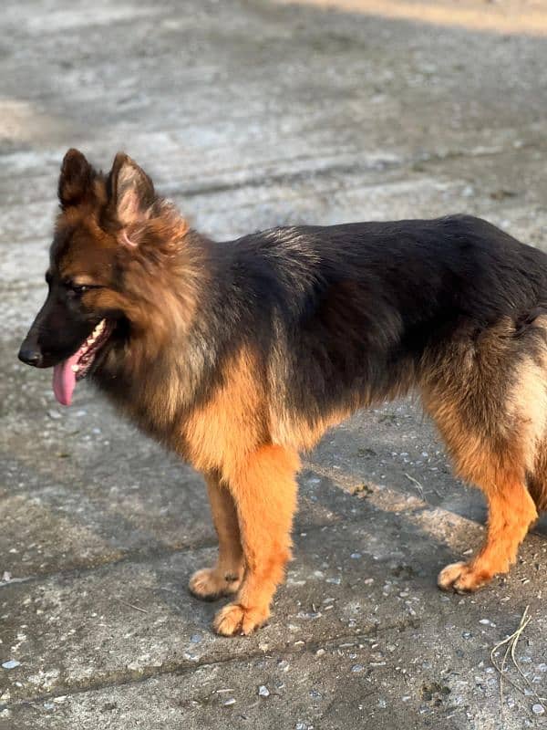 German shepherd female 0