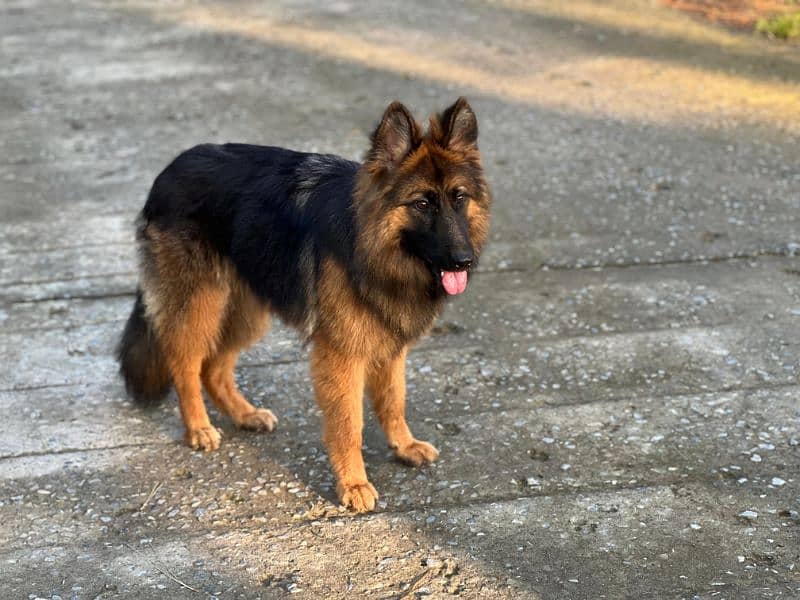 German shepherd female 1