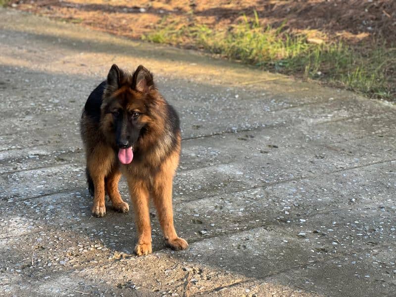 German shepherd female 2