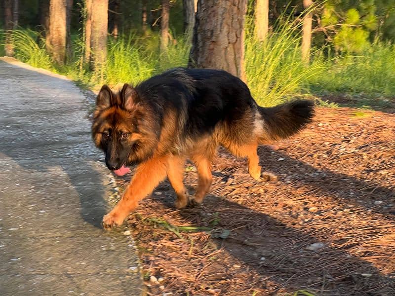 German shepherd female 3