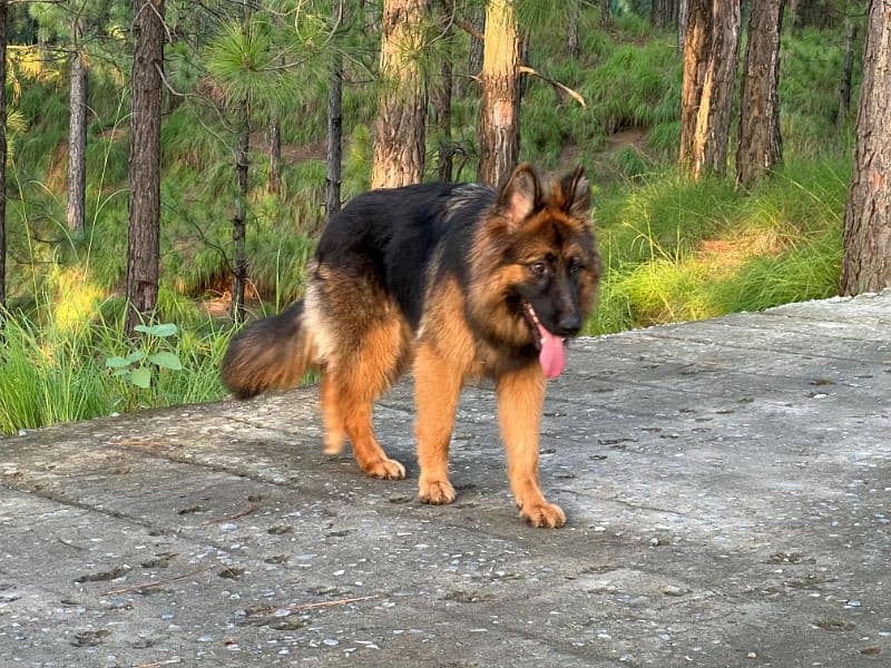 German shepherd female 4