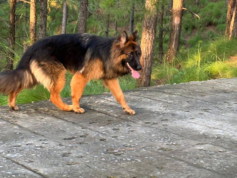 German shepherd female 5