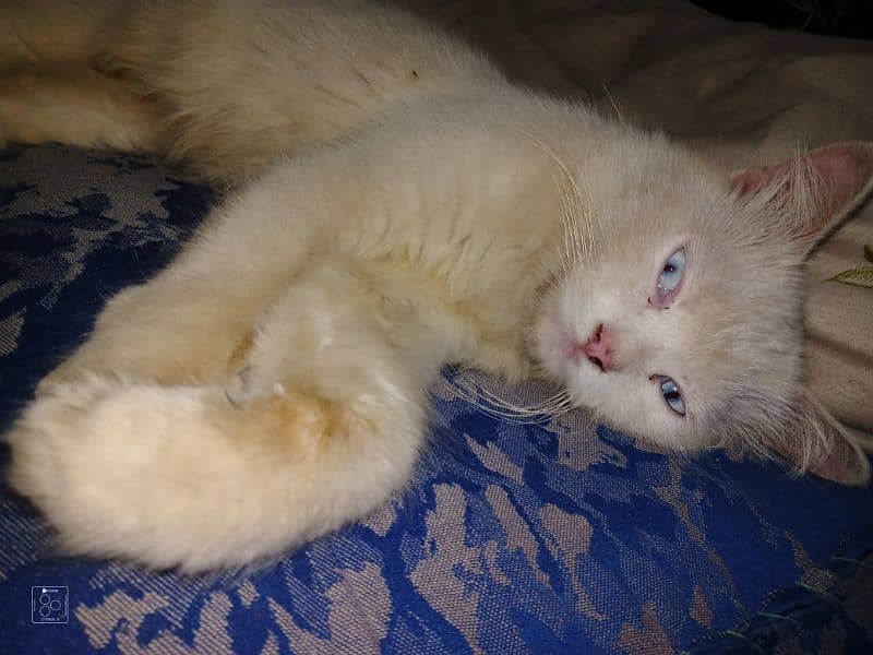 Persian cat sale 1