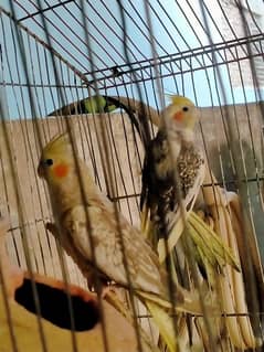 Cockatiel Pair Male Signing Krta Howa Hai