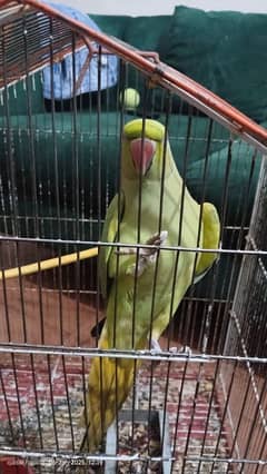 two green parrot for sale with cage