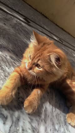 Friendly Persian Male Cat - Fully Vaccinated