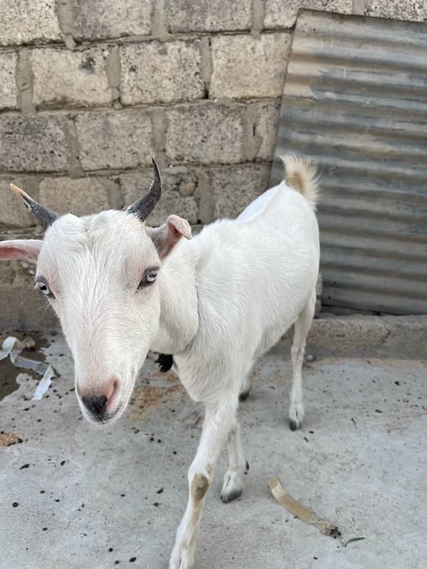 TEDDY FEMALE GOAT 3