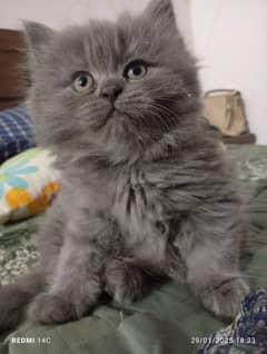 pure persian kitten