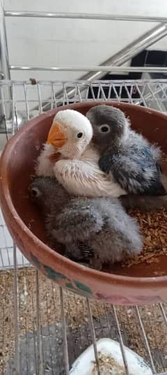 lovebirds with chicks