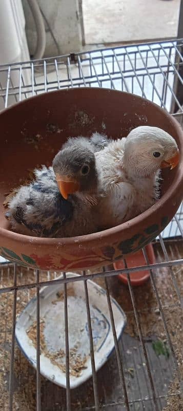 lovebirds with chicks 1