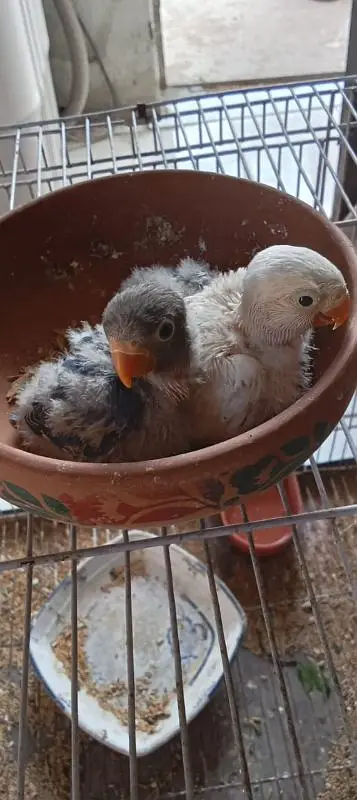 lovebirds with chicks — photo 2