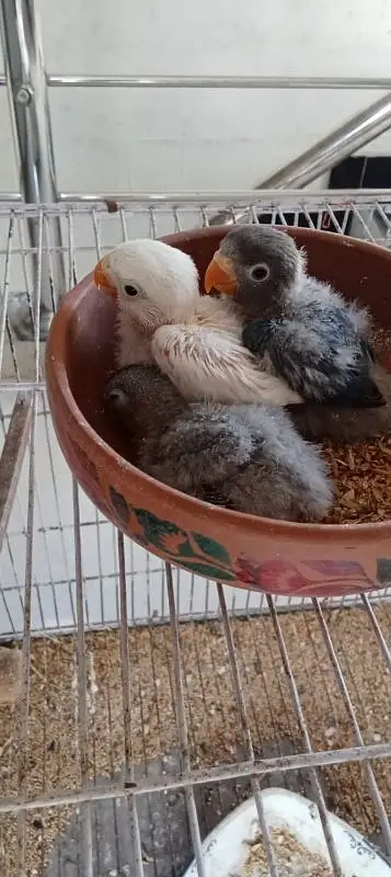 lovebirds with chicks — photo 3