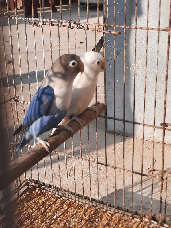 lovebirds with chicks — photo 4