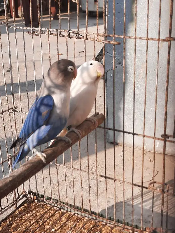lovebirds with chicks — photo 5