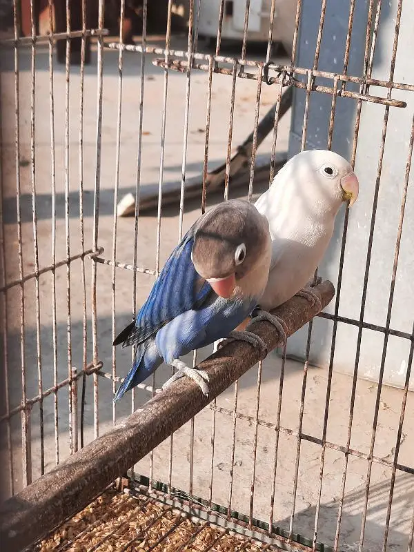 lovebirds with chicks — photo 6