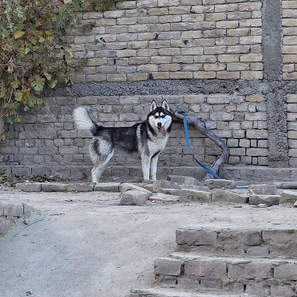 Siberian husky 1