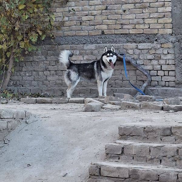 Siberian husky 2