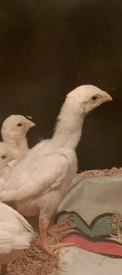 O Shamoo Chicks |parrot beak Chicks | Shamoo | Aseel | Chicks