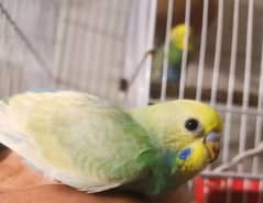 Rainbow budgie/ Australian partots