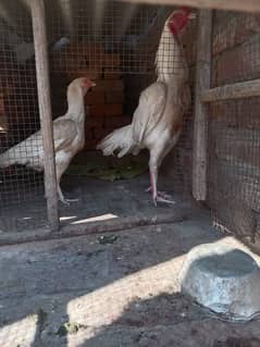 Heera aseel breeder pair for sale