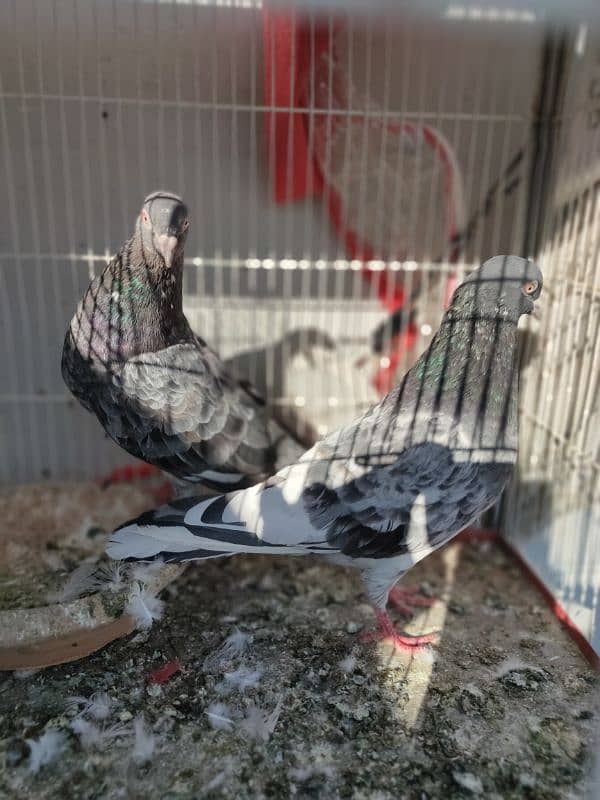 Highflyer Kabli Pigeons Pair 0