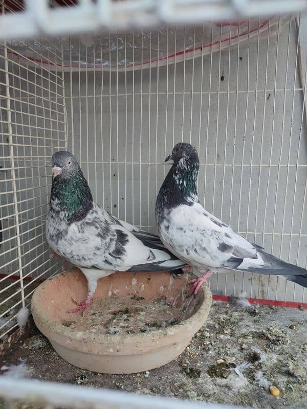 Highflyer Kabli Pigeons Pair 3