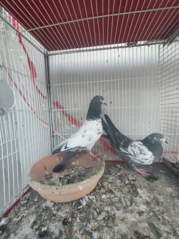 Highflyer Kabli Pigeons Pair 5