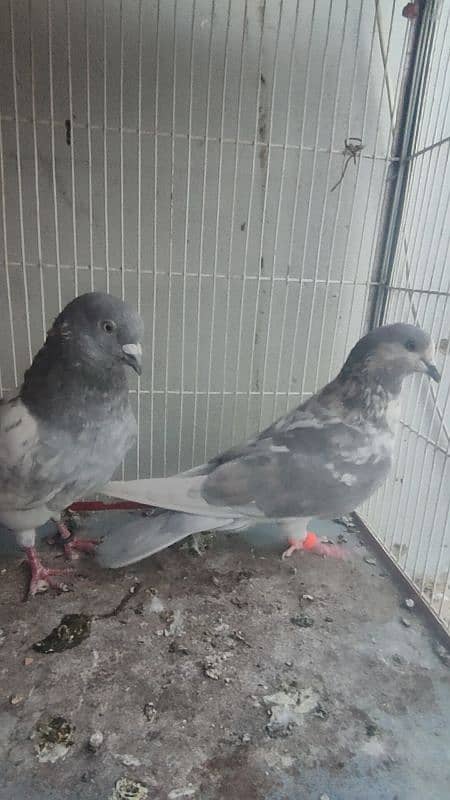 Highflyer Kabli Pigeons Pair 6