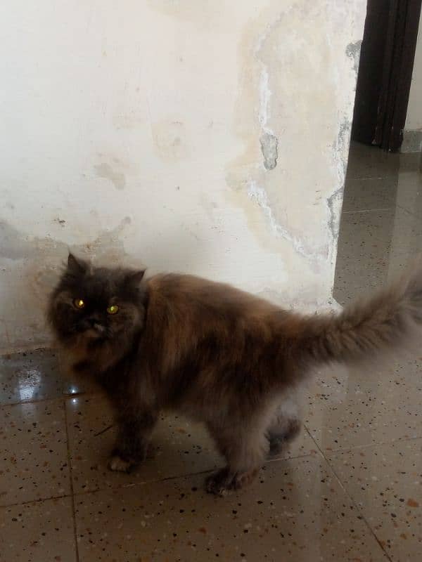 persian cat vaccinated triple coat 0