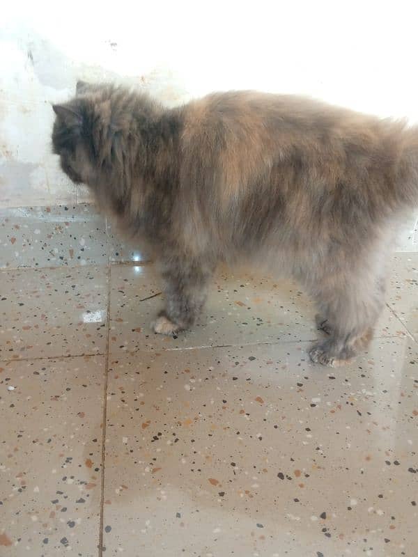 persian cat vaccinated triple coat 1