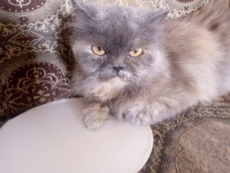 persian cat vaccinated triple coat 2