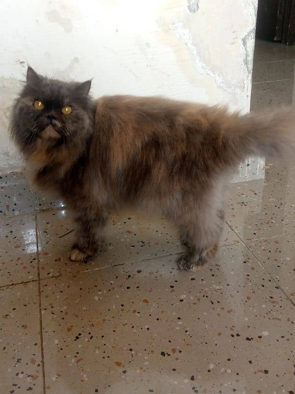 persian cat vaccinated triple coat 3