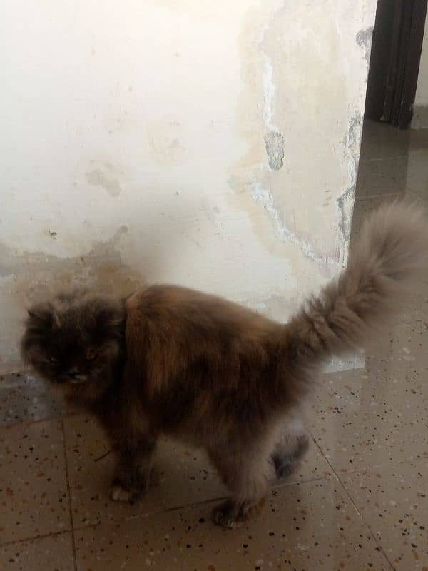 persian cat vaccinated triple coat 4