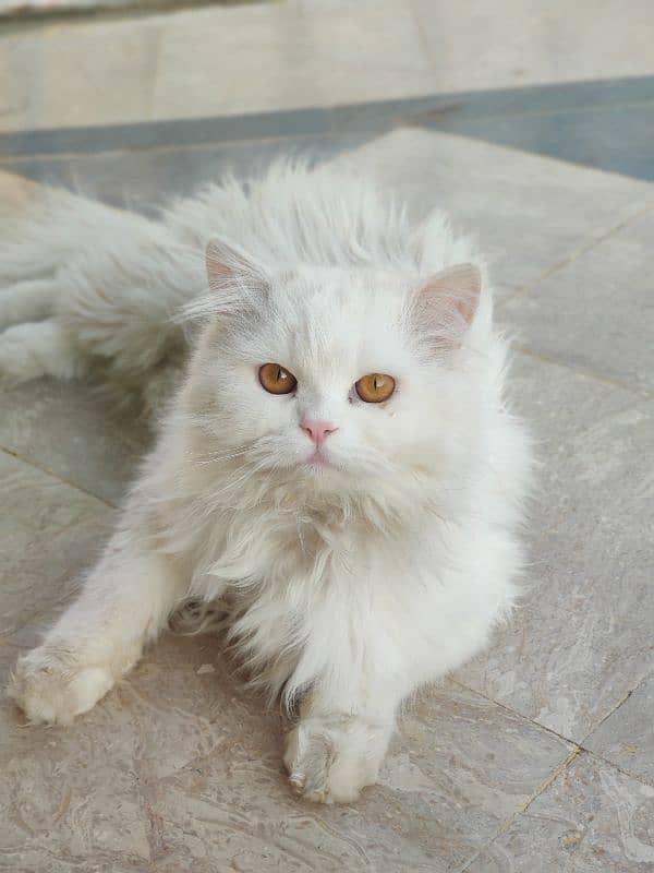 Persian cat in pair 0