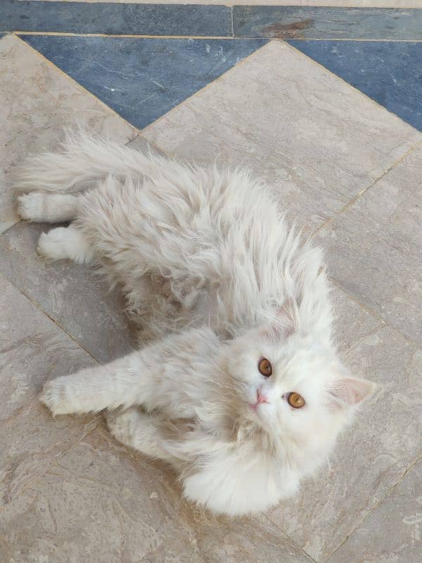 Persian cat in pair 1