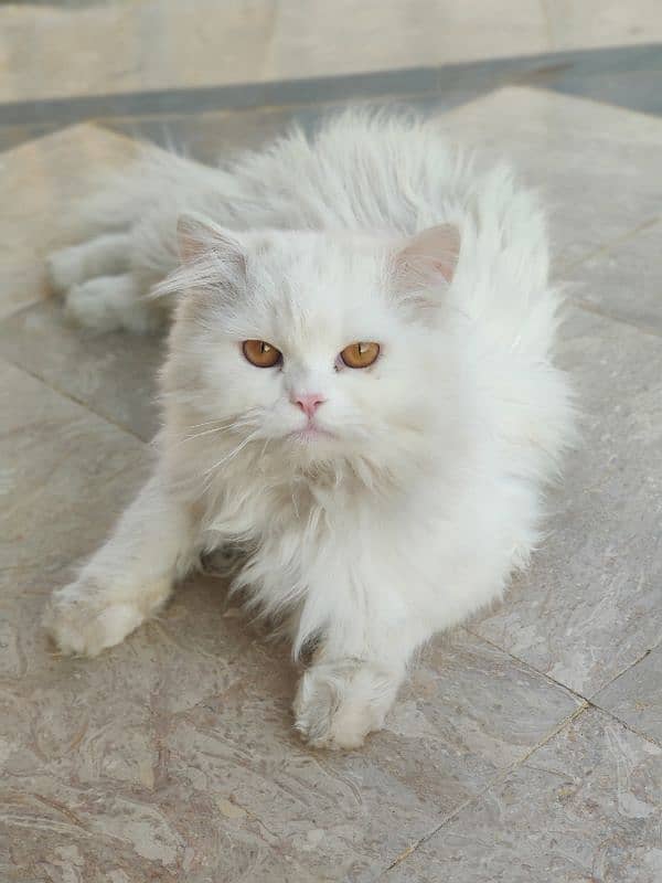 Persian cat in pair 2