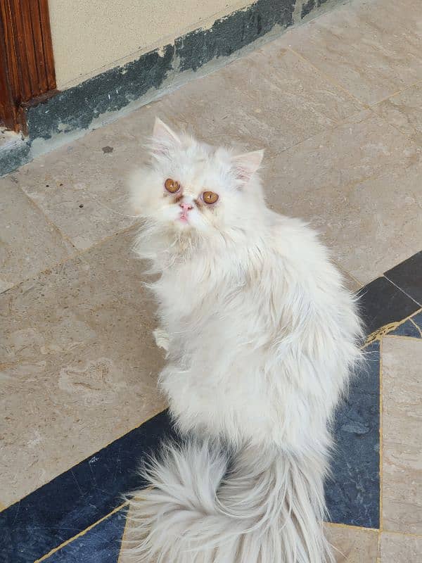 Persian cat in pair 3