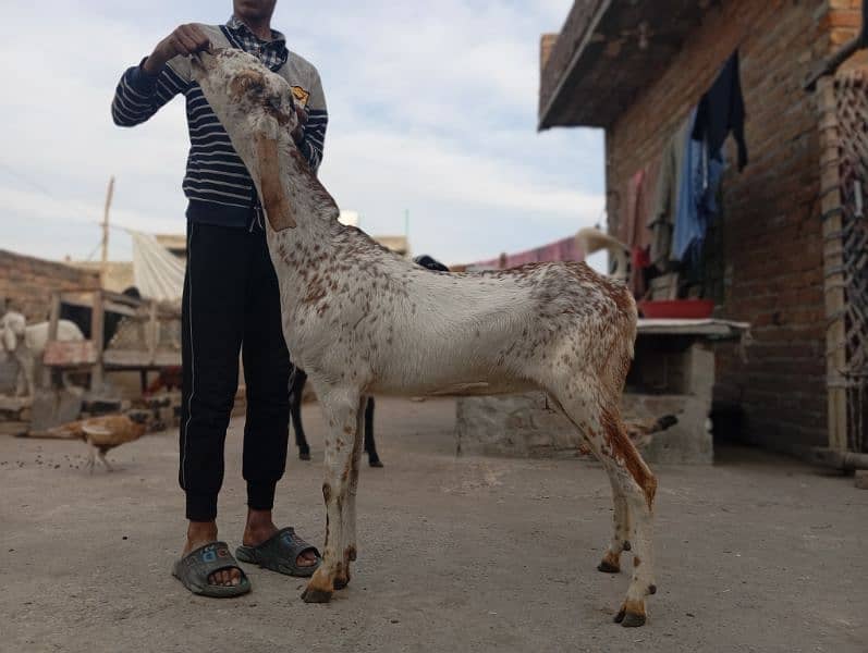 makhi cheeni bakri for sale 0