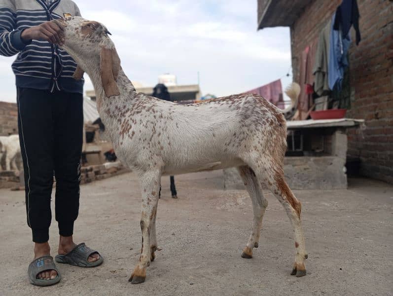 makhi cheeni bakri for sale 1