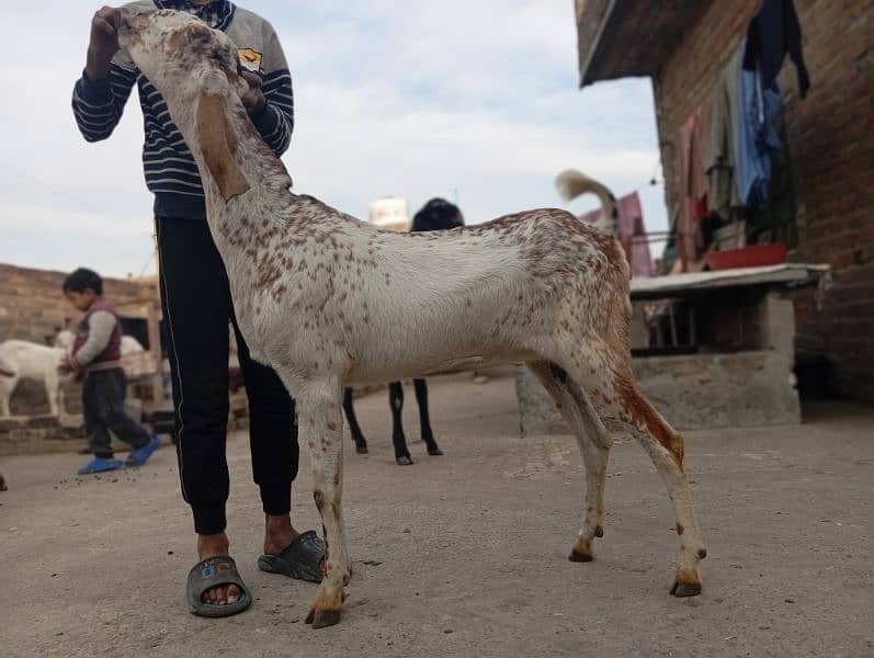 makhi cheeni bakri for sale 2