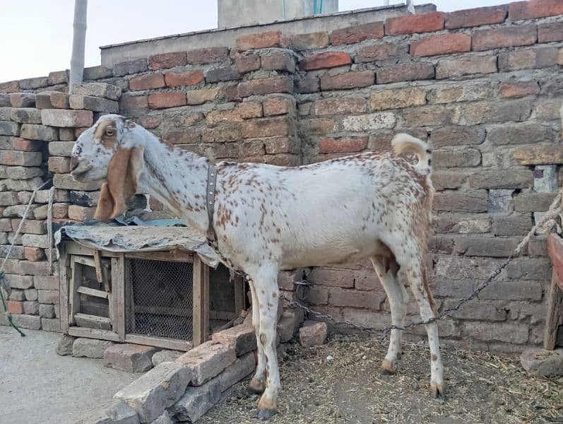 makhi cheeni bakri for sale 3