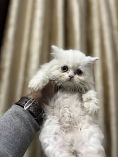 Persian Triple coated Kittens