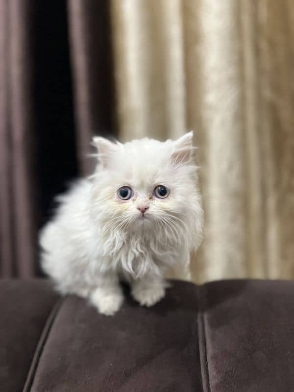 Persian Triple coated Kittens 1