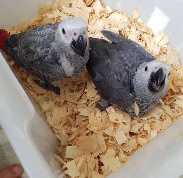 African grey parrot cheeks for sale 03=36=044=60=68 0