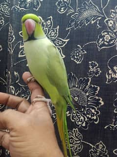 Green Ring male phatta (young)