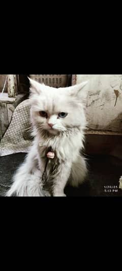 Persian Cat needs to sale